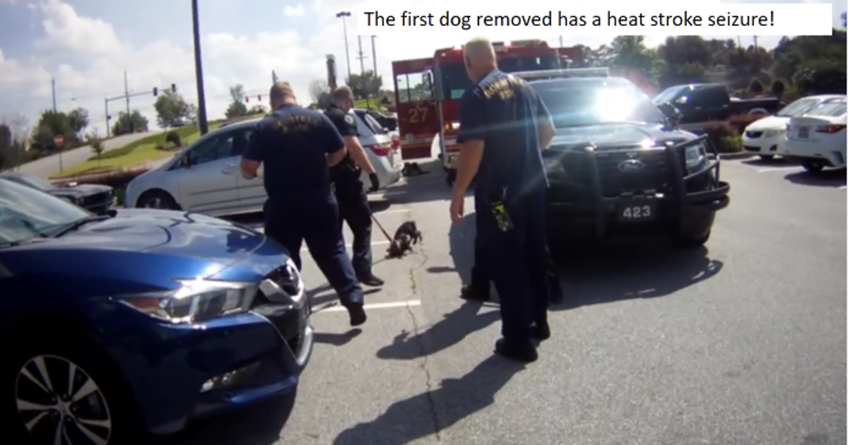 VIDEO: Roswell Police rescue dogs locked in hot car | FOX 5 New York