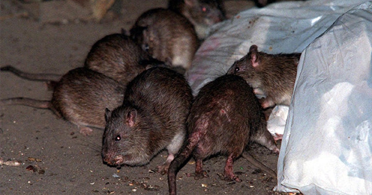 Time Square Rats A look at NYC's rat problem, past and present | FOX 5 New York