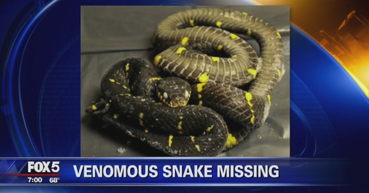 snake-