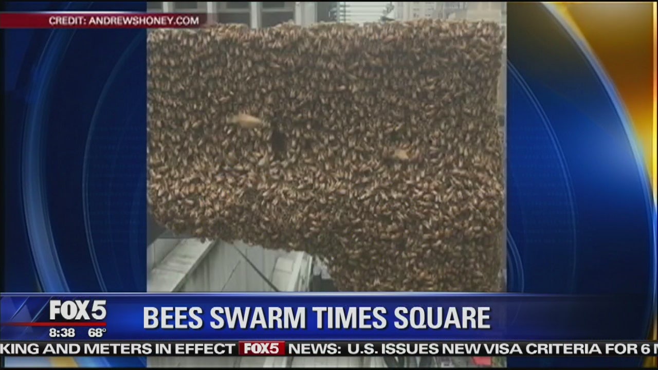 30,000 bees invade Times Square