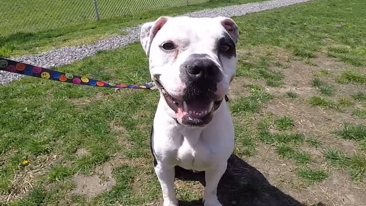 Animal shelter offers new ‘RentADog' program to give dogs time outdoors