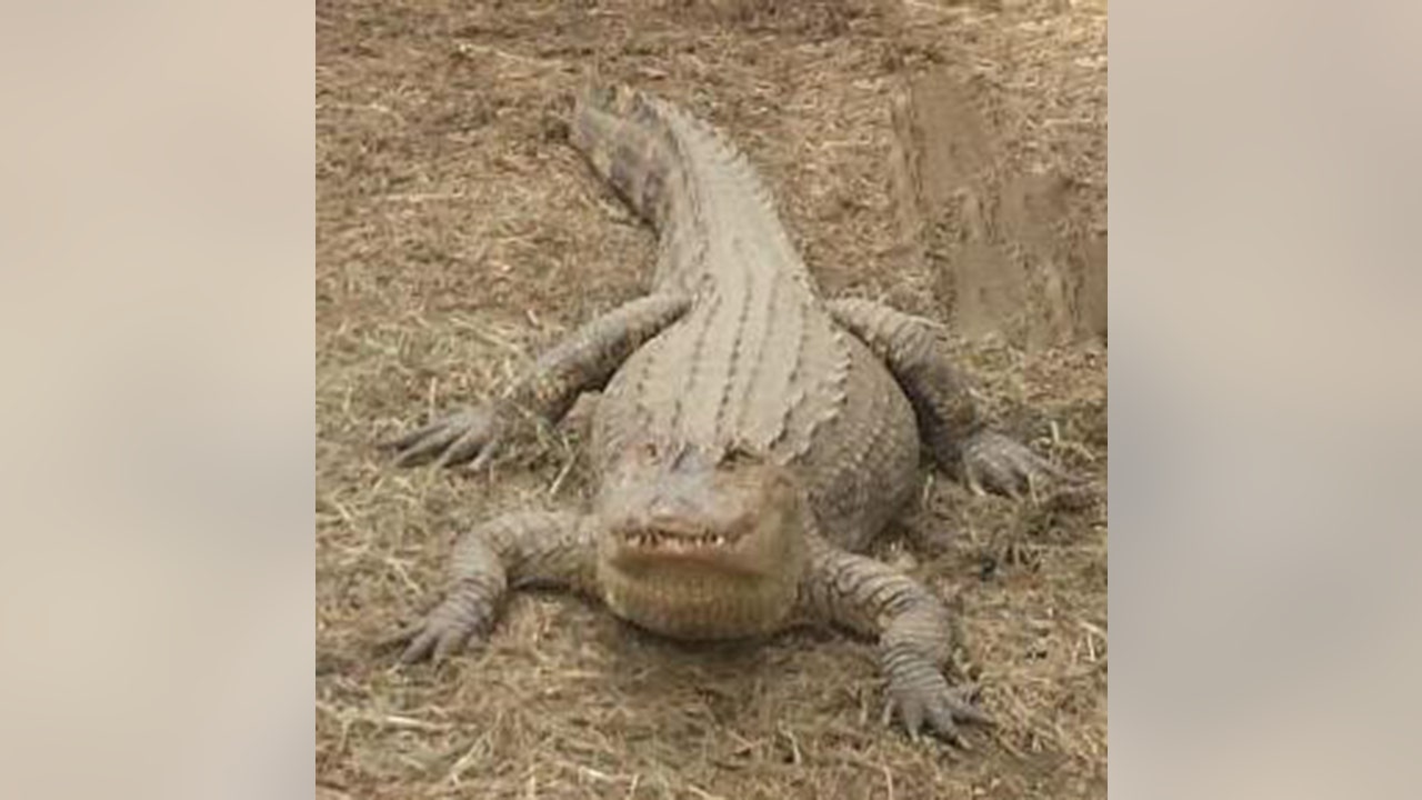 Exotic Reptiles Found in New York