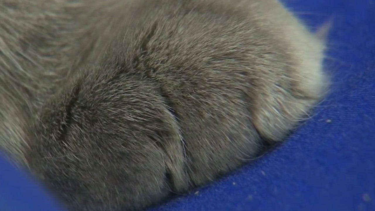 New York first state to ban declawing of cats