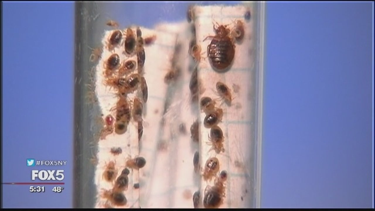Dryer sheets in Trenton bathrooms to stop bed bugs
