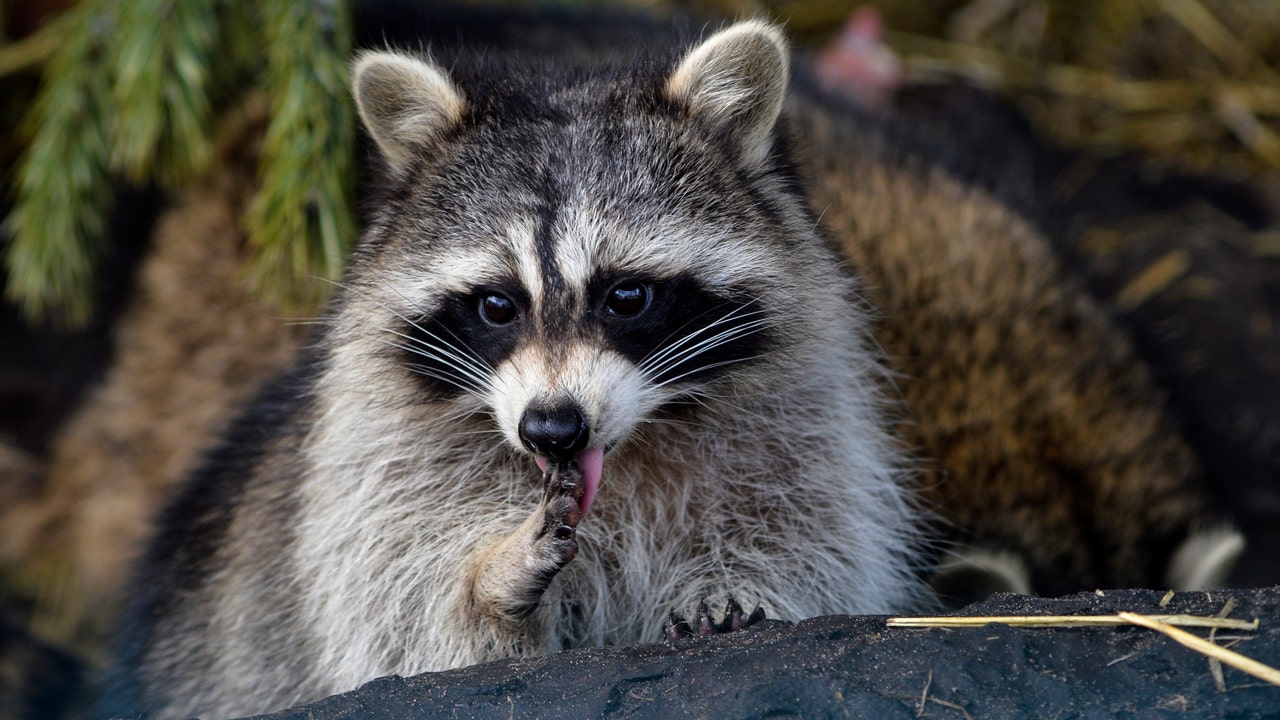 can a raccoon give a dog rabies