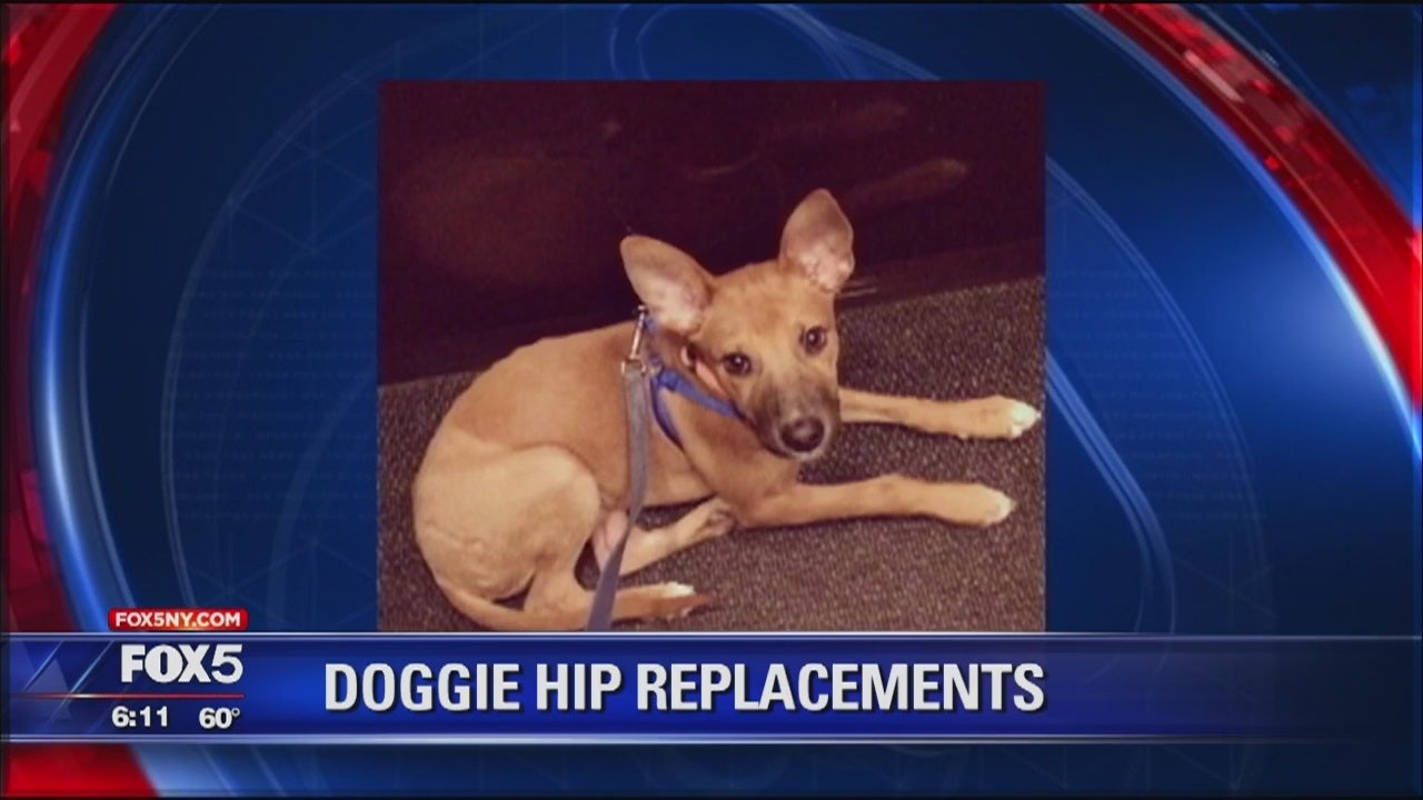Hipreplacement surgery for dogs