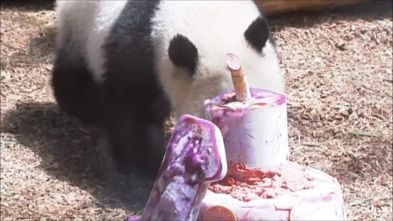 Panda twins celebrate their birthday