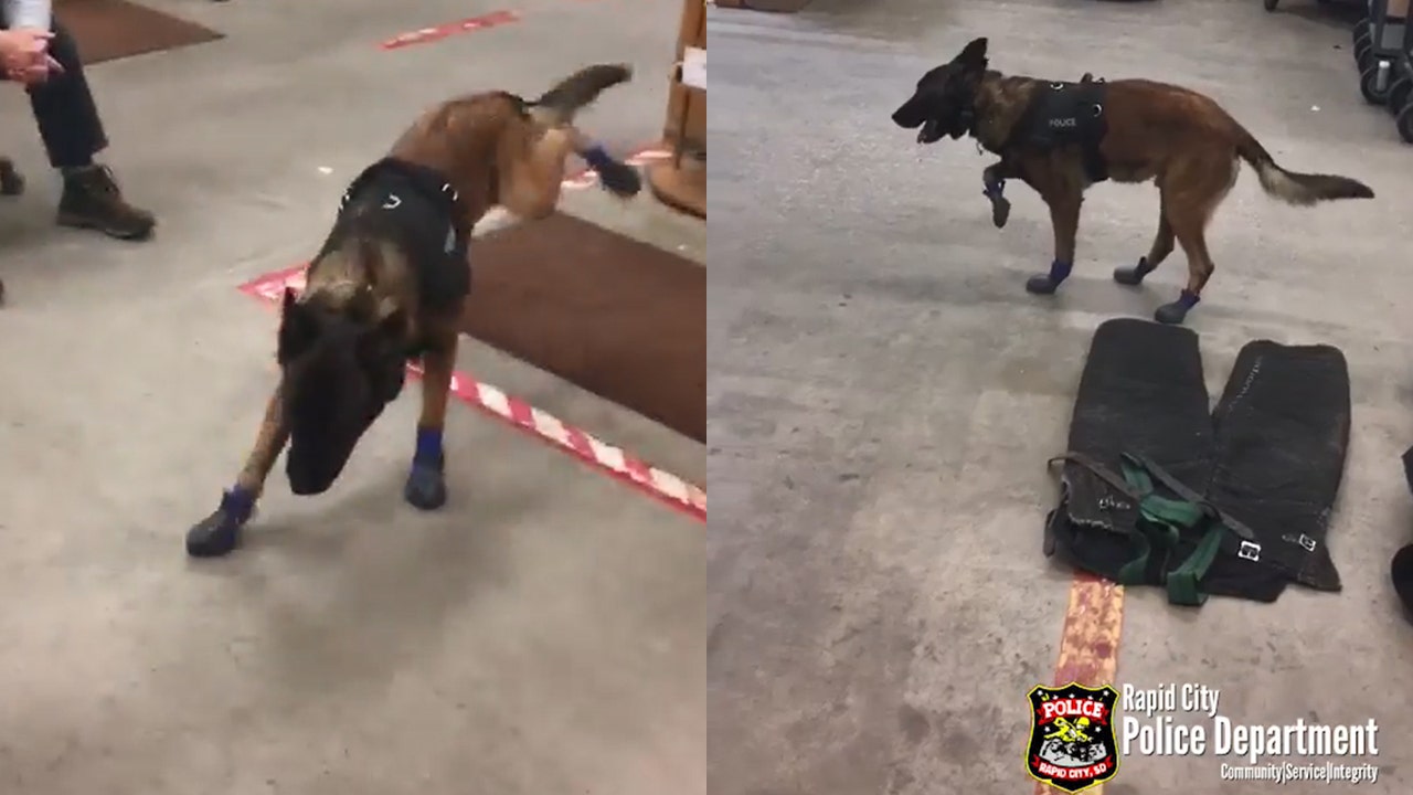 Police dog doesn t know how to walk in snow boots