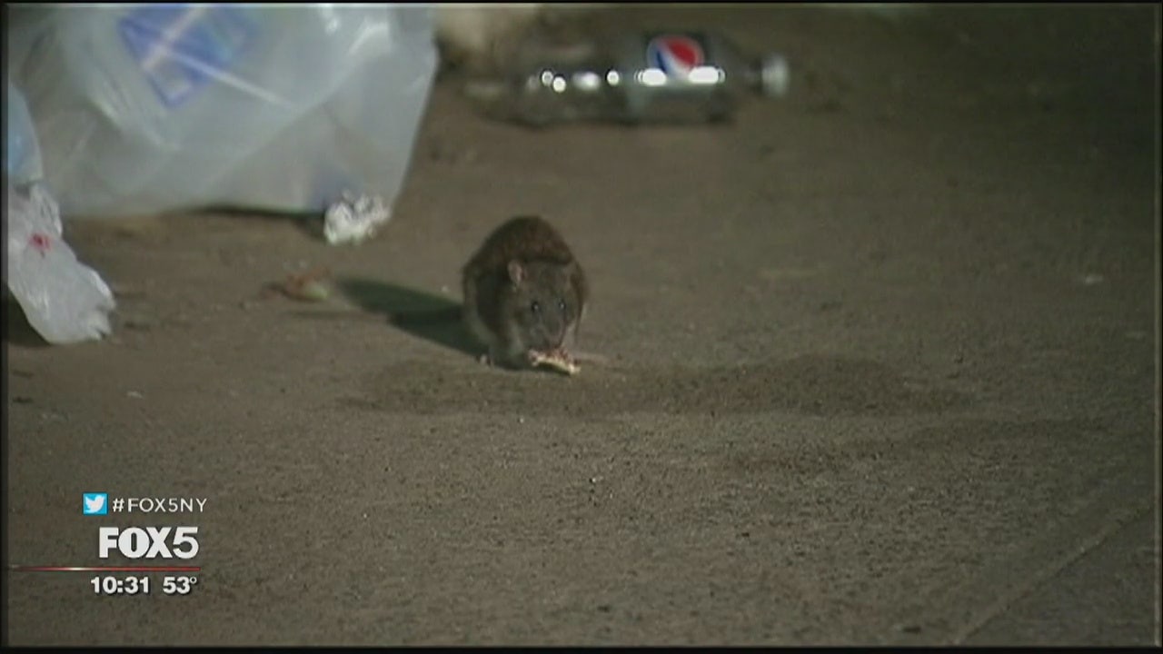 Brooklin Rats Rats have run of Brooklyn neighborhood