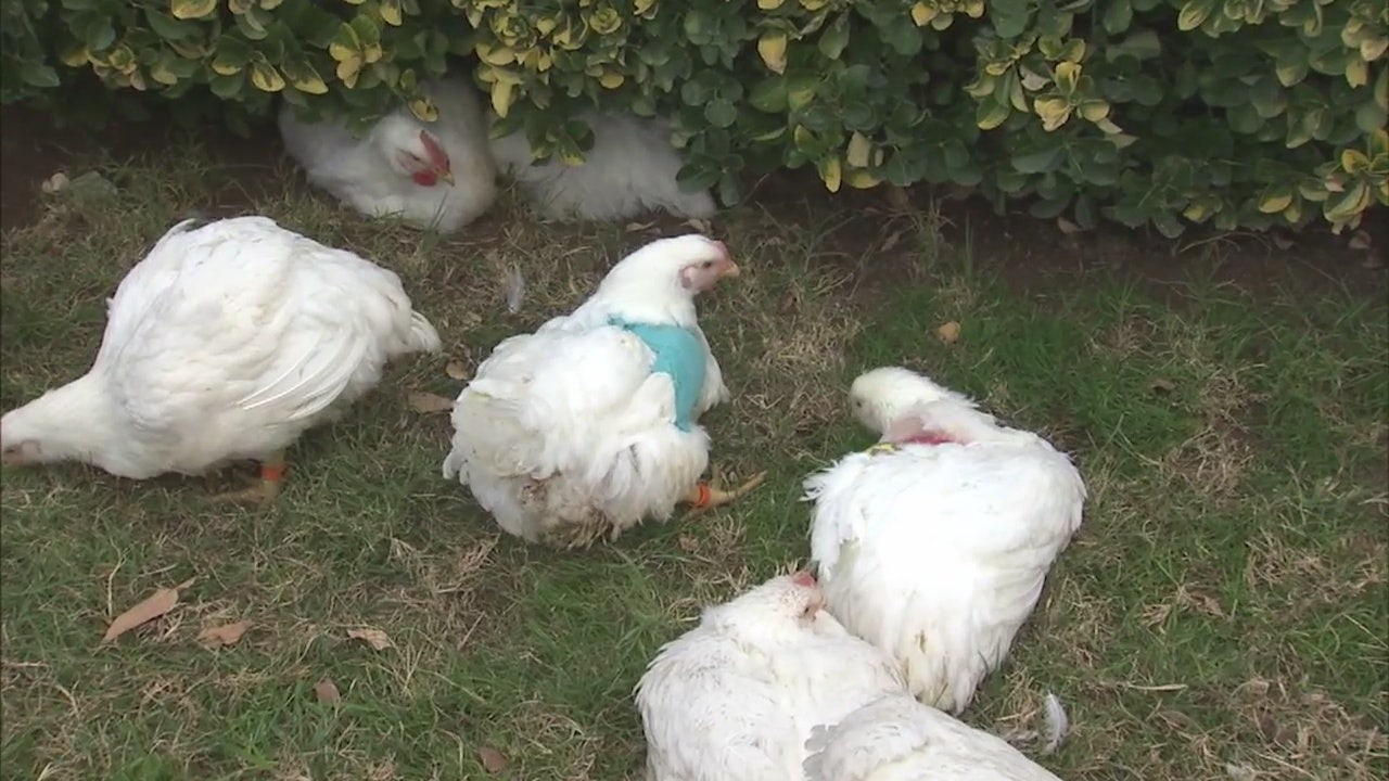 Chickens running loose on 605 Freeway find new home at farm sanctuary