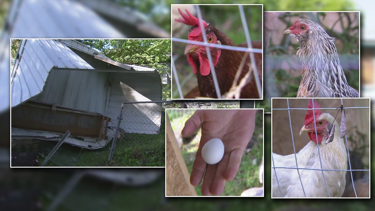 Chickens survive after coop tossed in Pasco tornado