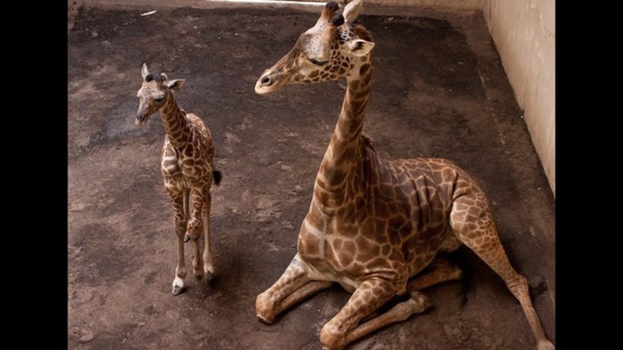 Сколько всего детенышей жирафа родилось за два. Нигерийский Жираф. Животные чада. 2 Детеныша жирафа. 2 Детеныша жирафа вместе.