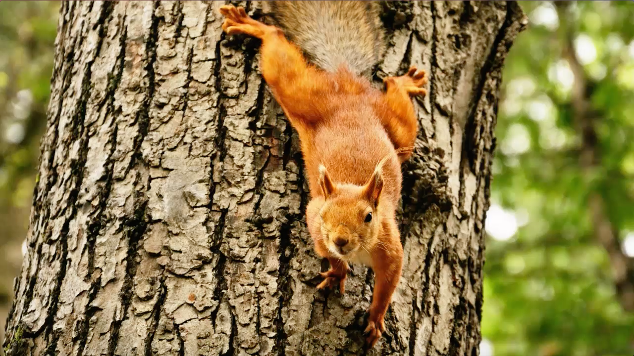 Squirrels attack seniors at retirement community