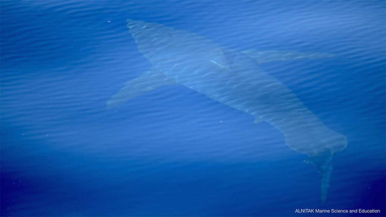 Rare great white shark sighting in Mediterranean near Spain FOX 5 New York