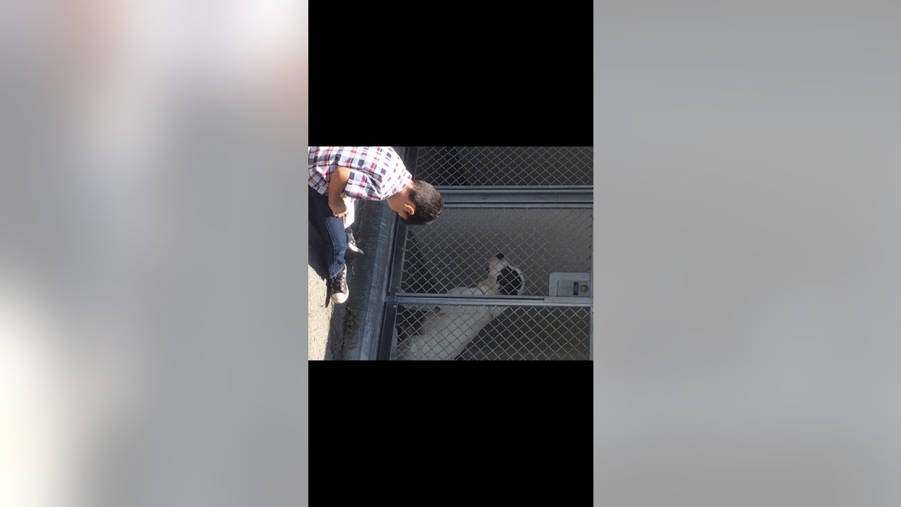 Boy with autism helps rescue dogs by reading to them | FOX 5 New York