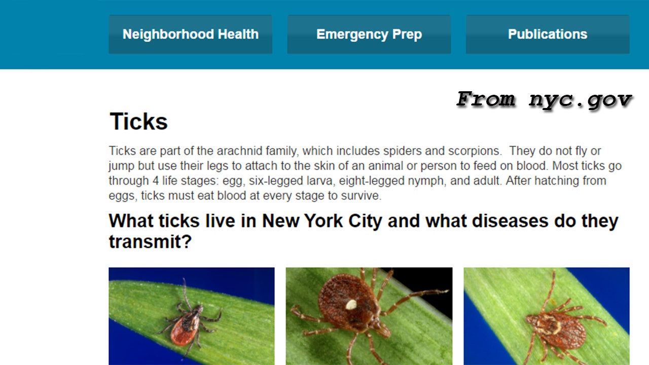 Diseasecarrying tick warning in New York City