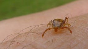 Lyme disease spreads to all 50 states, report finds