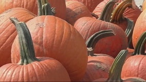 Sarah Jessica Parker's pumpkins stolen from Manhattan stoop