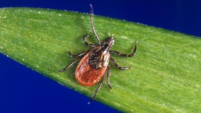 CDC: Tick-borne diseases hit record in 2017