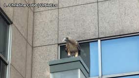 Video: Red-tailed hawk devours pigeon outside subway station