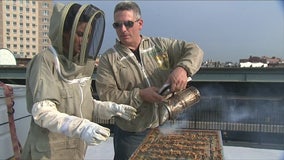 Beekeeping in NYC | Jen at Work