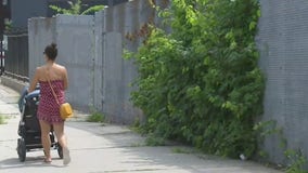 Huge patch of poison ivy hangs over sidewalk in Queens