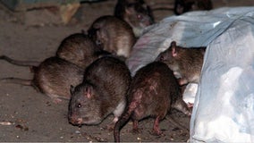 Rats are running rampant in New York City