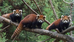 Baby red pandas on display at Prospect Park Zoo