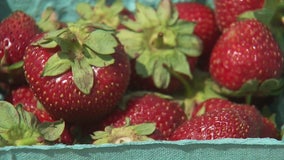 Growing a better strawberry in NJ