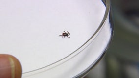 Powassan Virus: Tick-borne virus can be transmitted in just minutes