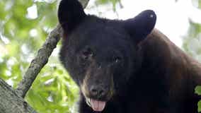Black bear euthanized after attack on man in garage of NJ home