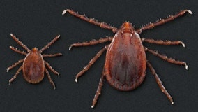 Rapid spread of exotic tick that multiplies without mating may be a threat, CDC says