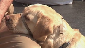 Free pet food event in Suffolk County on Saturday