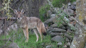 Aggressive coyote bites man near Rutgers campus