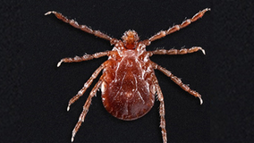 ‘Clone tick' that can reproduce on its own has drained blood from livestock, threatens humans