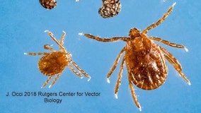 Invasive tick found for the first time in NYC