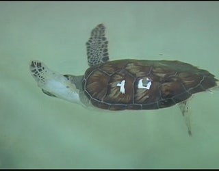 Sea_turtles_2_20160113230755