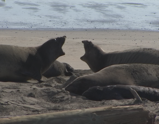 Elephant seals at Point Reyes: Seals take over Drakes Beach in California  that was closed during government shutdown - CBS News