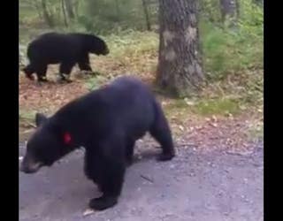 bear 4_1441401117921-401096.JPG