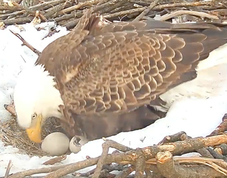 Eaglet hatches in SE DC-401720