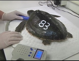 Sea_turtles_1_20160113230750