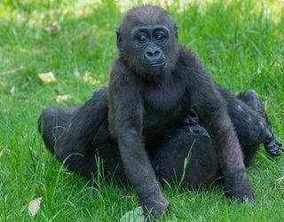 Julie-Larsen-Maher_0720_Western-Lowland-Gorillas-and-Babies_CON_BZ_05-23-16_1464291669056.jpg