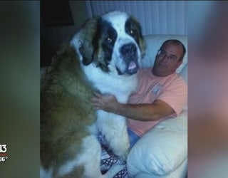200_pound_Saint_Bernard_goes_missing_0_20180712141054-401385