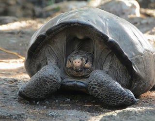 fernandina giant tortoise galapagos_1550773314779.jpg-401385.jpg