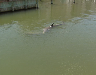 V- DOLPHIN RESCUE_00.00.02.29_1493162716909-402429.png