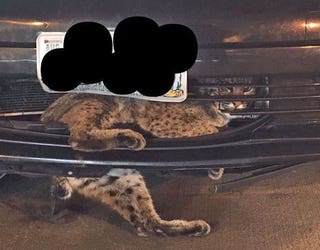 BOBCAT STUCK IN CAR 1-401720