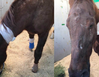 horse recovering after fire_1512594924555-407068.PNG