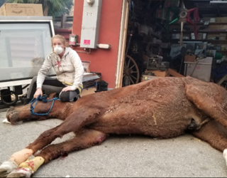 horse rescue_1512508666441-407068.PNG