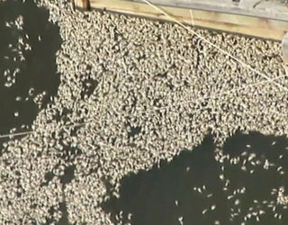 deadfish1_1471999723732.jpg
