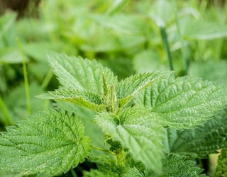 stinging-nettle-503939_1920_1490731960404-401720.jpg